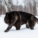 На видео попало волкоподобное существо, атакующее собаку