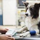 ЮВАО — хорошая ветклиника с опытными специалистами в Москве